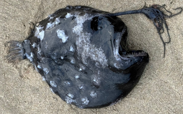 Footballfish atau ikan sepak bola yang ditemukan di sebuah pantai di Oregon, AS.  Foto: Seaside Aquarium/Facebook