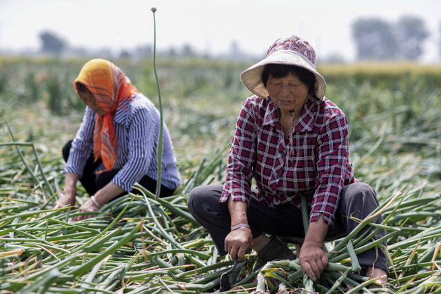 Petani sedang memanen bawang di sebuah ladang di Taizhou, di provinsi Jiangsu timur, Tiongkok. Foto: AFP