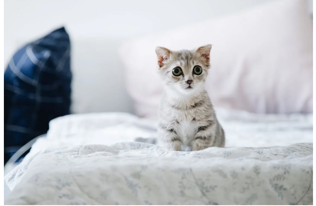 Foto Hanya Ilustrasi: Istilah Warna Bulu Kucing. Sumber: Tranmautritam/Pexels.com