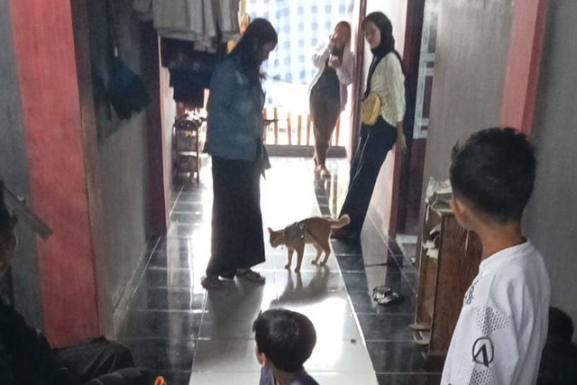 Oyen, Kucing agresif yang serang warga di Cileungsi ditangkap Damkar. Foto: Damkar Kabupaten Bogor