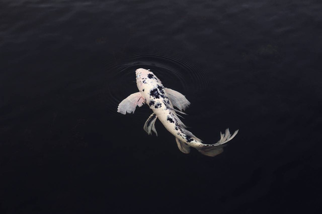 Ilustrasi jenis ikan hias termahal. Foto: Pixabay