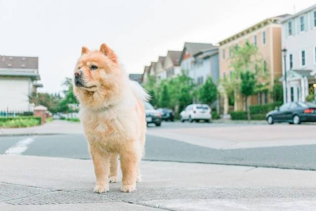 Ilustrasi ras anjing lokal Indonesia. Foto: Aaron Conklin/Unsplash