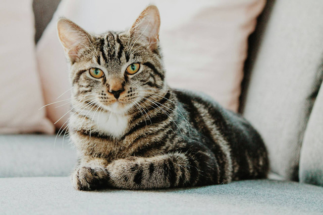 Grooming Kucing Bandung . Foto Hanya Ilustrasi, Bukan Tempat Sebenarnya. Sumber Unsplash Erik Jan Leusink