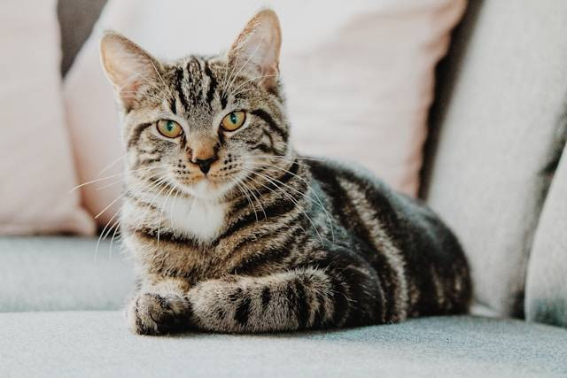 4 Rekomendasi Obat Kutu Kucing Paling Ampuh. Foto Hanya Ilustrasi. Sumber Foto: Unsplash.com/Erik-Jan Leusink