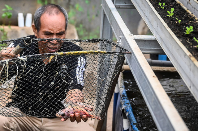 Warga yang tergabung dalam Kelompok Tani (Poktan) mengecek bibit ikan nila di Green House Perhimpunan Tani Pancoran (Petapa), Jakarta, Senin (3/6/2024). Foto: Rivan Awal Lingga/ANTARA FOTO