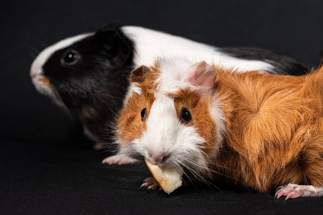 Ilustrasi fakta abyssinian guinea pig. Sumber: pixabay