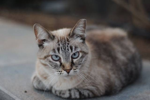 Ilustrasi makanan basah kucing terbaik, sumber foto: Piotr Grzankowski by pexels.com