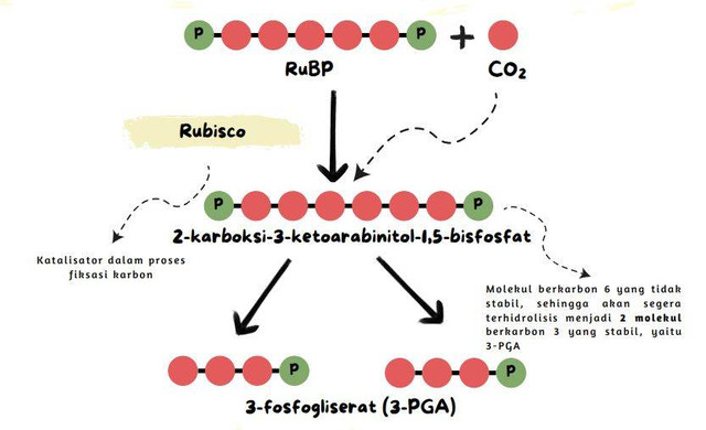 Ilustrasi proses fiksasi karbon dalam "reaksi gelap" atau siklus Calvin fotosintesis. Sumber: Wisnubroto (2022)