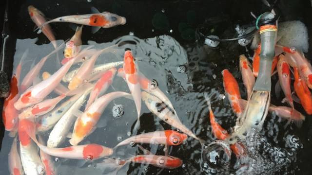 Ikan Koi di Pasar Ikan Jatinegara Foto: Abdul Latif/kumparan