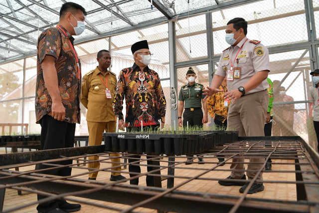 Wakil Presiden Ma'ruf Amin meninjau perkebunan tebu di Merauke, Papua Selatan, Selasa (4/6/2024). Foto: Dok. BPMI Setwapres