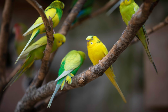 Foto Hanya Ilustrasi: Cara Menjinakkan Burung Lovebird. Sumber: Anil Sharma/Pexels.com