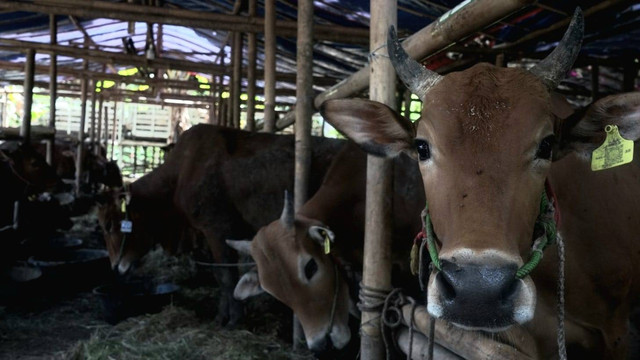 Sapi madura, salah satu sapi paling laris untuk berkurban di Jogja. Foto: Widi RH Pradana/Pandangan Jogja