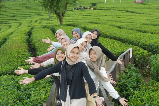 Kebun Teh Alahan Panjang. Foto Hanya Ilustrasi, Bukan Tempat Sebenarnya. Sumber Unsplash Oktavia Ningrum