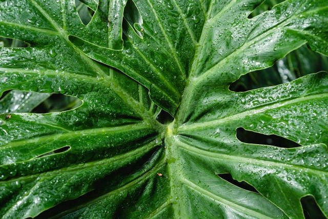 ilustrasi philodendron (Pexels)