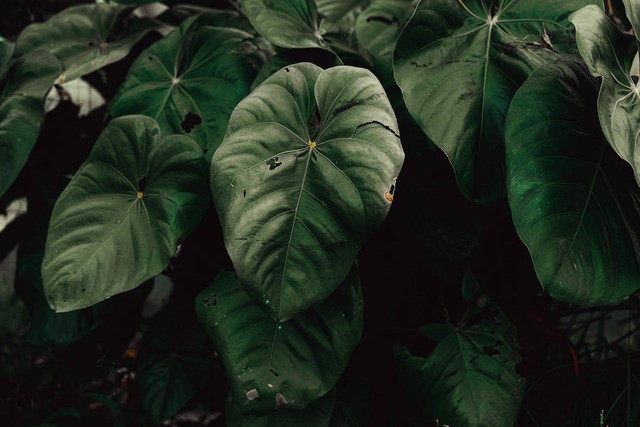 ilustrasi Philodendron (Pexels)