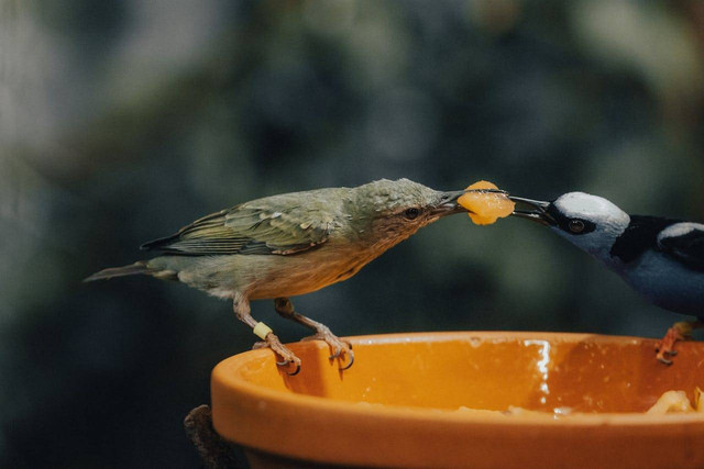 ilustrasi makanan burung (Pexels)