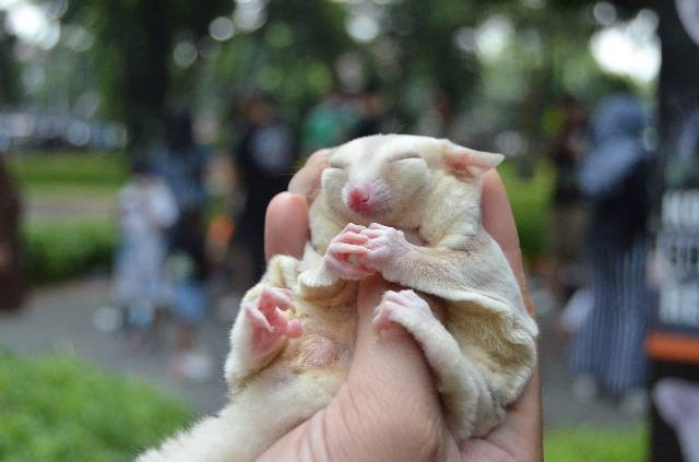 Sugar glider yang sedang tertidur pulas di tangan pemiliknya. Foto: Ainun Naya Bella Syaputri