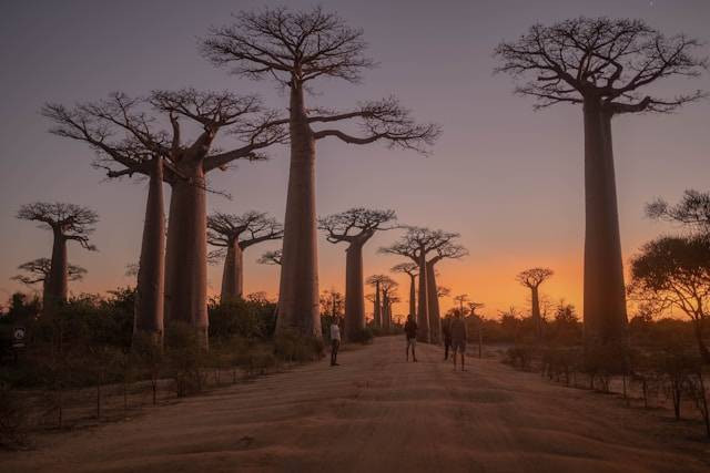 Tempat wisata di Madagaskar. Sumber: Unsplash/Noah Grossenbacher