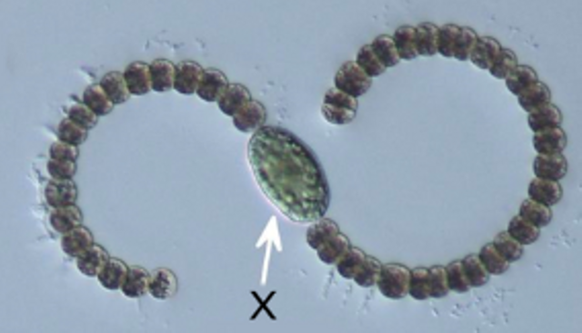 Gambar soal KMS IPA MTS. Foto: mtsnurussalam.sch.id