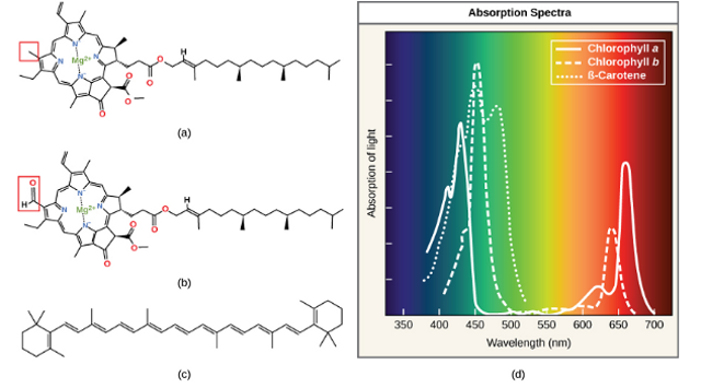 Gambar soal KMS IPA MTS. Foto: mtsnurussalam.sch.id