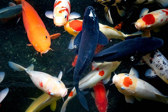 Ikan Koi. Foto: Pexels