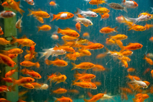 Ilustrasi Apakah Ekor Ikan Mas Koki Bisa Tumbuh Lagi? Sumber: Unsplash