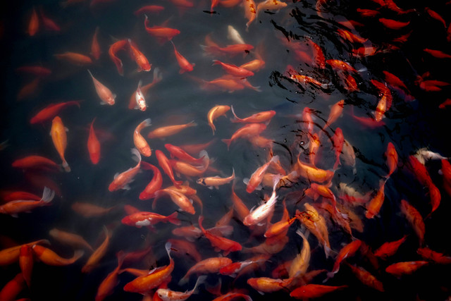 Ilustrasi Cara Mengatasi Ikan Mas Koki Berenang Terbalik. Sumber: Unsplash