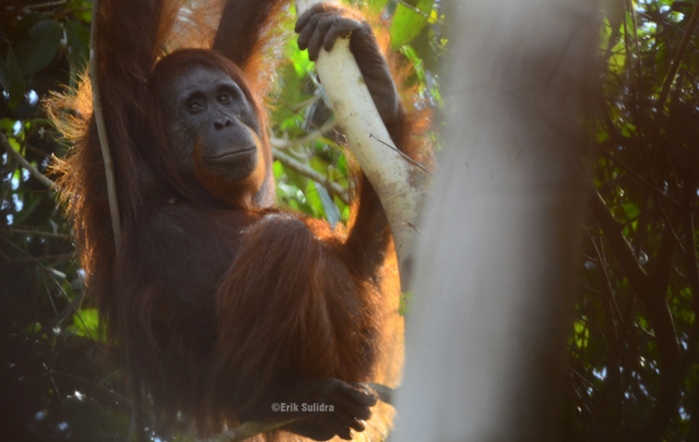 Orangutan. (Foto dok : Erik Sulidra-Yayasan Palung).