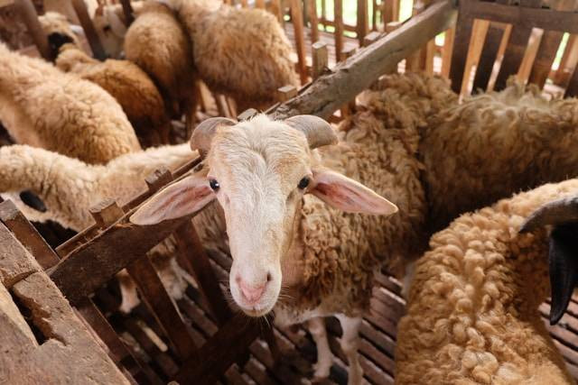 Ilustrasi barangsiapa yang menyembelih hewan kurban sebelum salat Idul Adha maka ia menyembelih untuk diri sendiri. Foto: Unsplash/Qamma Farm