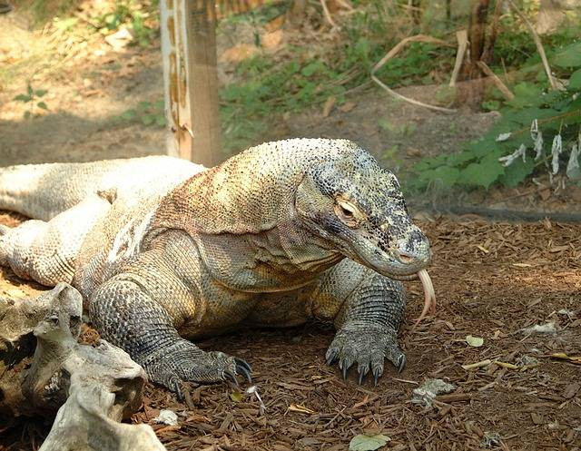 Ilustrasi legenda di pulau komodo. Sumber: pixabay