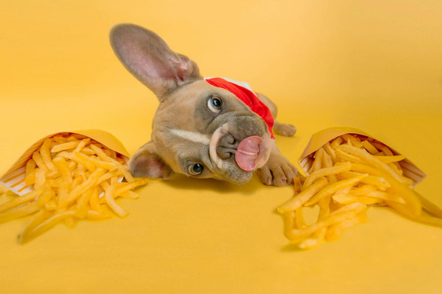 Ilustrasi makanan berbahaya untuk anjing. Sumber foto: Unsplash