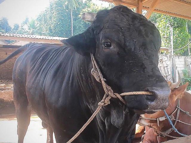 Sapi Kurban Jokowi di Lampung | Foto: ist