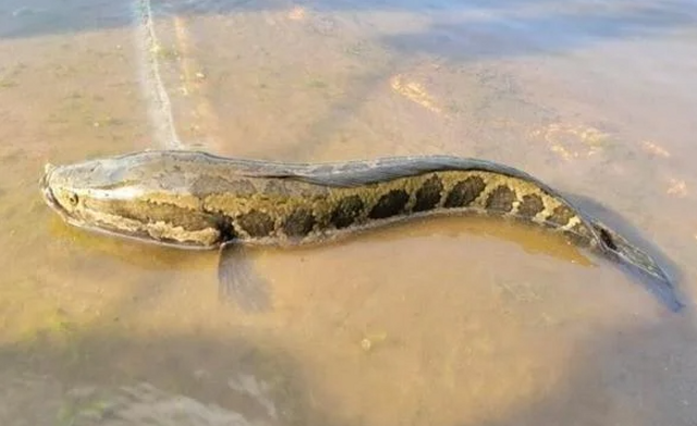Ikan berpekala ular. Foto: Missouri Department of Conservation