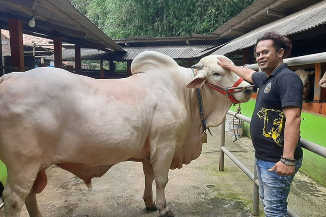 Sapi peranakan ongole atau PO seberat 934 kilogram milik Aipda Zuli Nuryanto, polisi yang berdinas di Polsek Sewon, Polres Bantul, dibeli Presiden Jokowi. Foto: Dok Polres Bantul