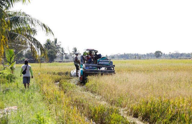 302 hektare optimasi lahan rawa program Perluasan Areal Tanam (PAT) di Desa Srimenanti, Kecamatan Tanjung Lago, Kabupaten Banyuasin yang siap dipanen. Foto: Dok. Kementan