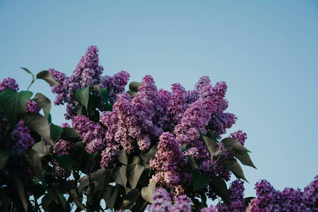 ilustrasi bunga Lilac (Pexels)