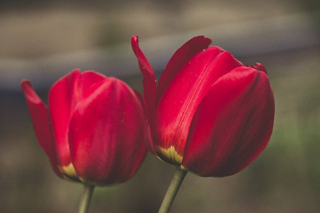 Ilustrasi bunga tulip (pexexls)