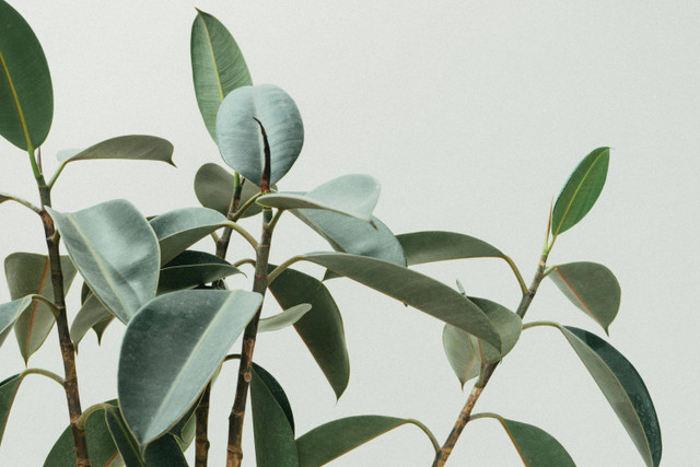 Ilustrasi Doa Menanam Tanaman. Unsplash/Scott Web.