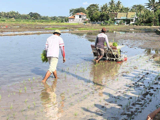 Petani sedang mengerjakan sawah. Foto: M Wulan