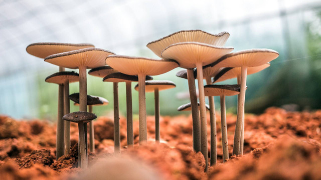 Ilustrasi jenis jamur termahal. Sumber foto: Unsplash