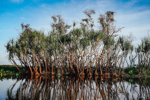 Hutan Mangrove Mojo. Foto hanyalah ilustrasi, bukan tempat sebenarnya. Sumber:unsplash/Rod Long.