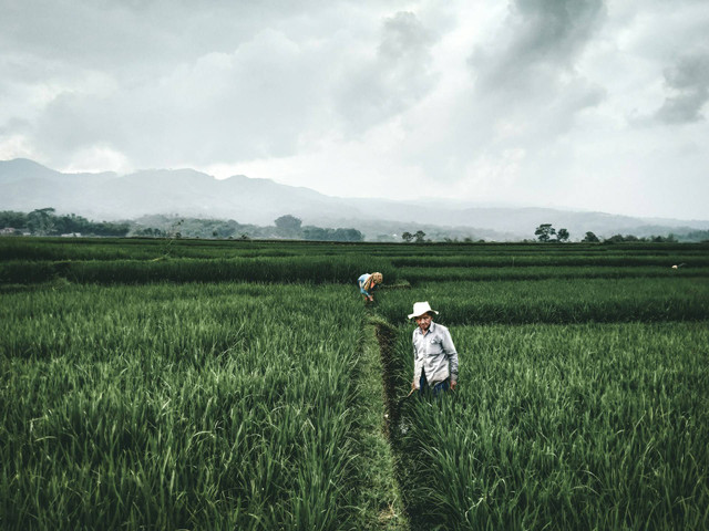 Desa Wisata Mekarlaksana. Foto hanya ilustrasi, bukan tempat sebenarnya. Sumber: Unsplash/Ramadhani Rafid