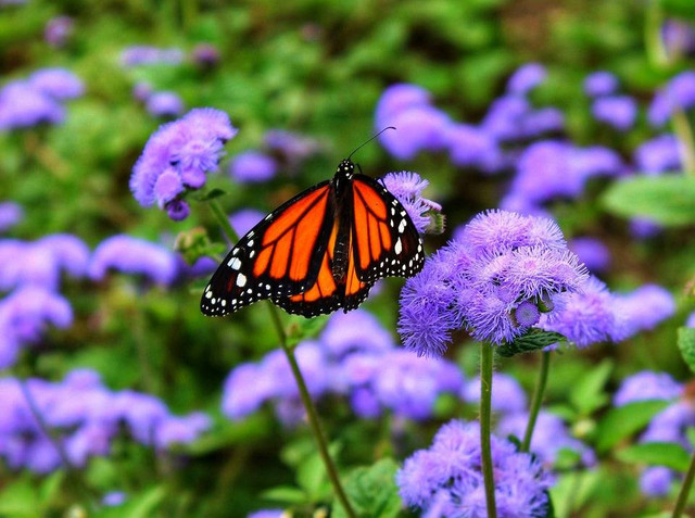 Ilustrasi kupu-kupu (sumber : www.pixabay.com)