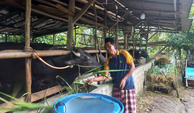 Syaiful Amin, peternak yang ikut dalam program KUR sapi dari Bank Sumsel Babel. (foto: W Pratama/Urban Id)