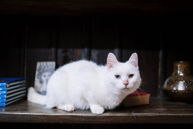 ilustrasi kucing betina putih (Pexels)