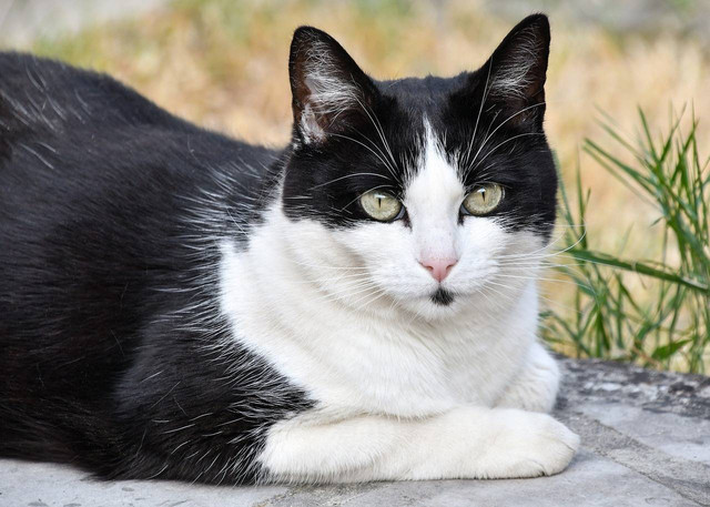 ilustrasi kucing betina hitam putih (Pixabay)