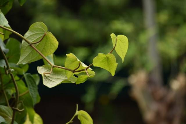 Penyebab Daun Sirih Meng. Foto Hanya Ilustrasi. Sumber Foto: Unsplash.com/Vetrivel Viswanathar