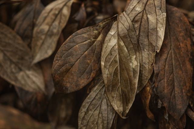 Penyebab Pucuk Daun Menguning. Foto Hanya Ilustrasi. Sumber Foto: Unsplash.com/Nadiia Ploshchenko