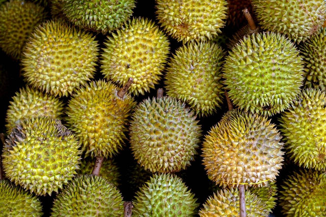 Ilustrasi buah durian. Foto: Pixabay