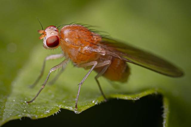 Ilustrasi cara mengusir lalat buah, sumber foto: Egor Kamelev by pexels.com